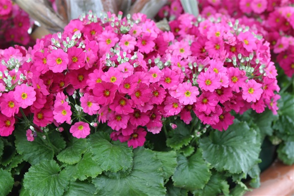 Fairy primrose : Pink แฟรี่ พรีมโรส  / 30 เมล็ด