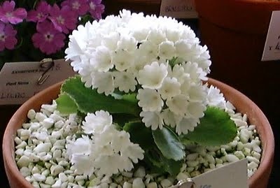 Fairy primrose : White แฟรี่ พรีมโรส / 30 เมล็ด | เพลิน การ์เด้น - บางบ่อ สมุทรปราการ