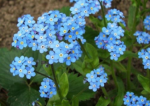 Forget me not (Myosotis) : Blue ฟอเก็ต มี น็อต / 30 เมล็ด