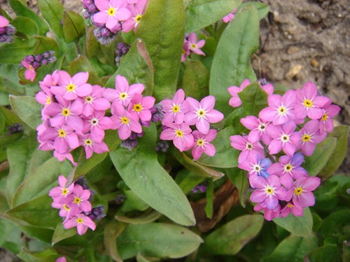 Forget me not (Myosotis) : Pink ฟอเก็ต มี น็อต / 30 เมล็ด | เพลิน การ์เด้น - บางบ่อ สมุทรปราการ