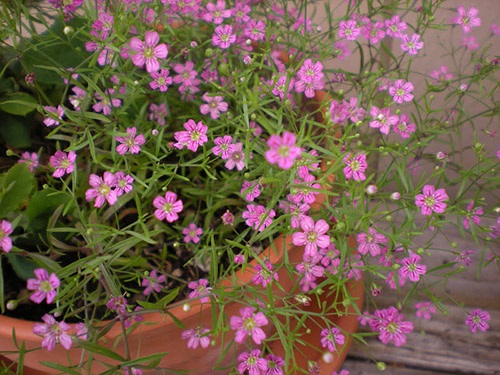 Gypsophila : Elegans Mix ยิปโซ / 50 เมล็ด | เพลิน การ์เด้น - บางบ่อ สมุทรปราการ