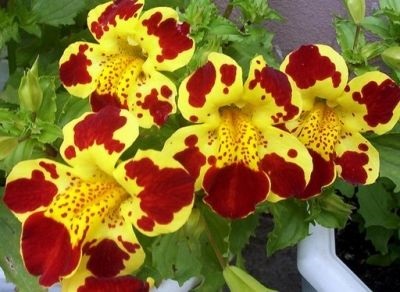 Mimulus (Tiger Monkey Flower) : Mix มิมูลัส / 100 เมล็ด | เพลิน การ์เด้น - บางบ่อ สมุทรปราการ