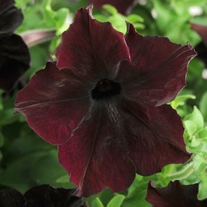 Petunia : Black Berry (เมล็ดเคลือบ) พิทูเนีย / 5 เมล็ด