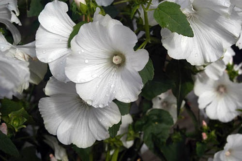 Rose mallow : Mont blance โรสมาลโล / 10 เมล็ด