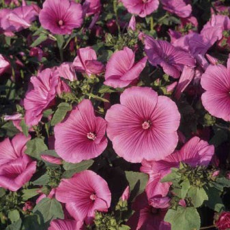 Rose mallow : Ruby โรสมาลโล / 10 เมล็ด