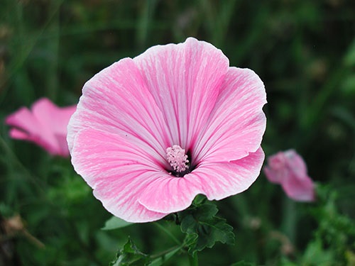 Rose mallow : Silver cups โรสมาลโล/ 10 เมล็ด