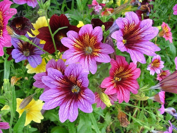 Salpiglossis : Mix ซัลพิโกลซิส / 50 เมล็ด