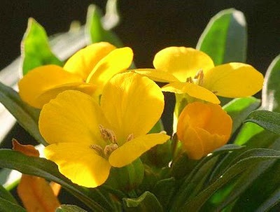 Wallflower : Deep Yellow วอลล์ฟลาวเวอร์ / 50 เมล็ด