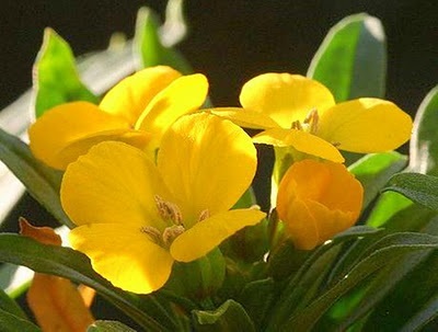 Wallflower : Deep Yellow วอลล์ฟลาวเวอร์ / 50 เมล็ด | เพลิน การ์เด้น - บางบ่อ สมุทรปราการ