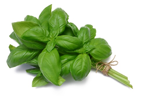 Basil : Italian large leave เบซิล / 200 เมล็ด | เพลิน การ์เด้น - บางบ่อ สมุทรปราการ