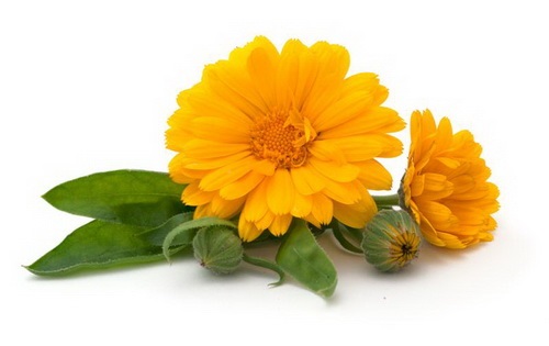 Calendula : Ball orange คาเลนดูล่า ดาวเรืองหม้อ / 30 เมล็ด | เพลิน การ์เด้น - บางบ่อ สมุทรปราการ