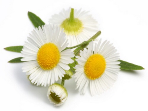 Chamomile : German คาร์โมไมล์ / 200 เมล็ด | เพลิน การ์เด้น - บางบ่อ สมุทรปราการ