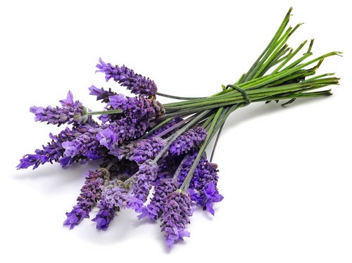 Lavender ลาเวนเดอร์ / 50 เมล็ด | เพลิน การ์เด้น - บางบ่อ สมุทรปราการ