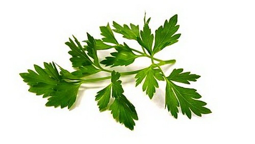 Parsley : Plain พาสลีย์ / 100 เมล็ด | เพลิน การ์เด้น - บางบ่อ สมุทรปราการ