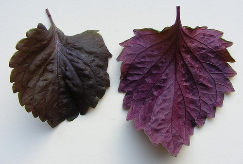 Shiso : Red ชิโสะ / 30 เมล็ด