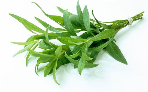 Tarragon ทาราก้อน / 50 เมล็ด | เพลิน การ์เด้น - บางบ่อ สมุทรปราการ