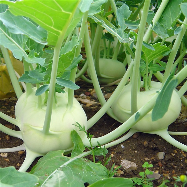 Kohlrabi : Green กะหล่ำปม/ 100 เมล็ด | เพลิน การ์เด้น - บางบ่อ สมุทรปราการ