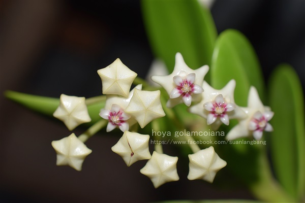 hoya golamcoiana ดอกหอม | suanlangbang - ดำเนินสะดวก ราชบุรี