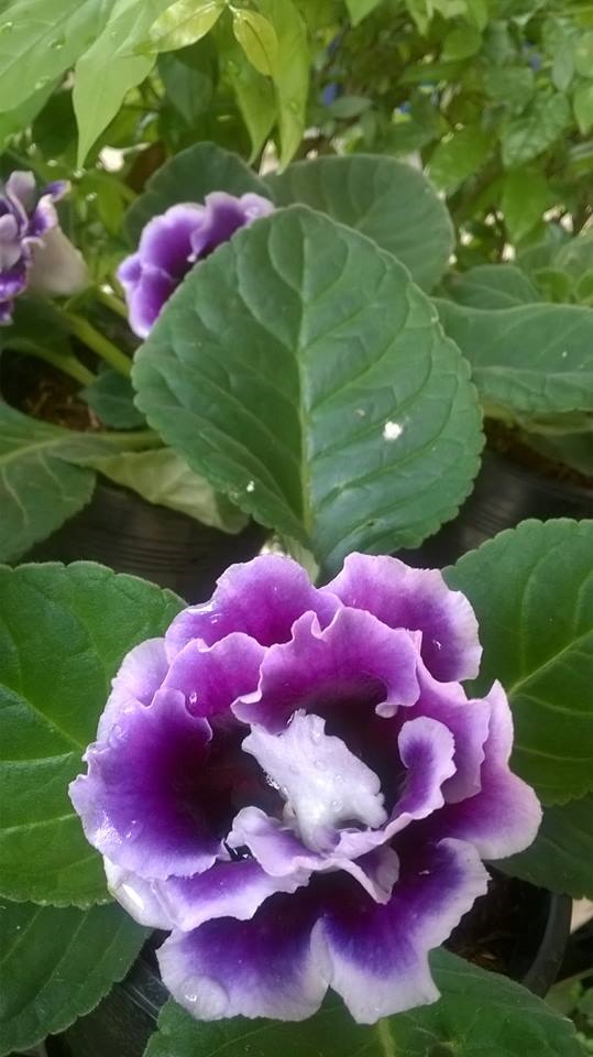 Gloxinia กล็อกซีเนีย | African Violet - เขาคิชฌกูฏ จันทบุรี