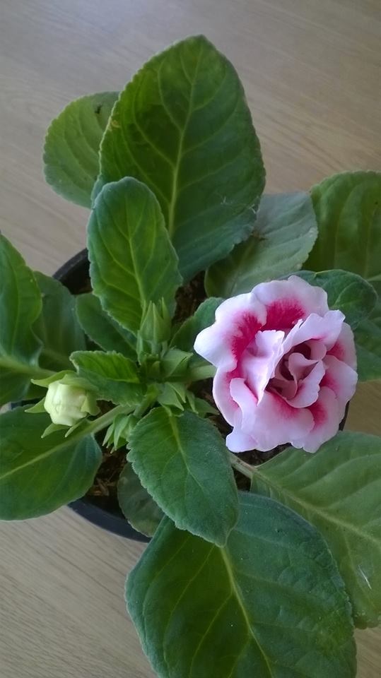 กล็อกซีเนีย | African Violet - เขาคิชฌกูฏ จันทบุรี