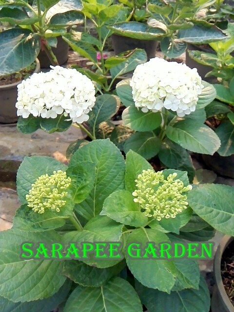 ไฮเดรนเยียสีขาว | sarapeegarden - สารภี เชียงใหม่