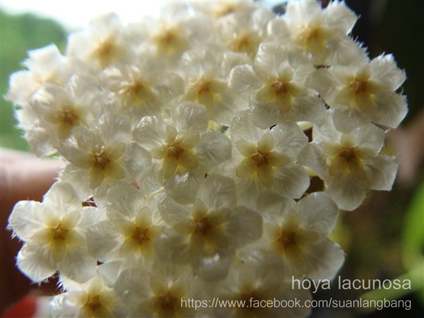 hoya lacunosa | suanlangbang - ดำเนินสะดวก ราชบุรี