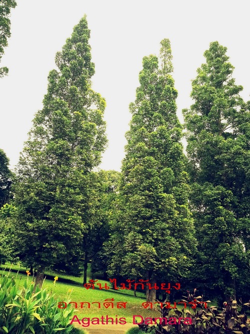 ต้นไม้กันยุง | สวนทุเรียนเทศ -  กรุงเทพมหานคร