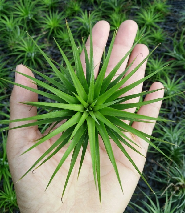 ทิลแลนเซีย Tillandsia