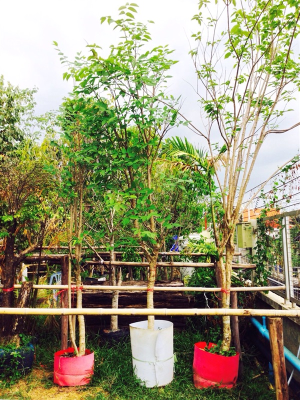 ต้นโมกราชินี | TreeDisplay - บางใหญ่ นนทบุรี