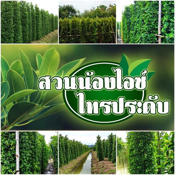 ไทรอินโด เกาหลี พุ่มหนา ราคาสวน | สวนน้องไอซ์ - เมืองนครปฐม นครปฐม