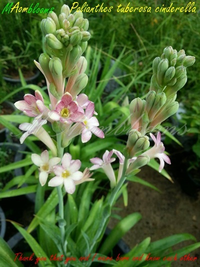 Polianthes tuberosa cinderella | MAomblooms - แม่เมาะ ลำปาง