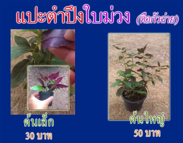 แปะตำปึง (ใบสีม่วง) ต้น 30/50 บ. (สินค้าหมดสต็อกค่ะ) | ต้นรักษ์ ขอนแก่น -  ขอนแก่น