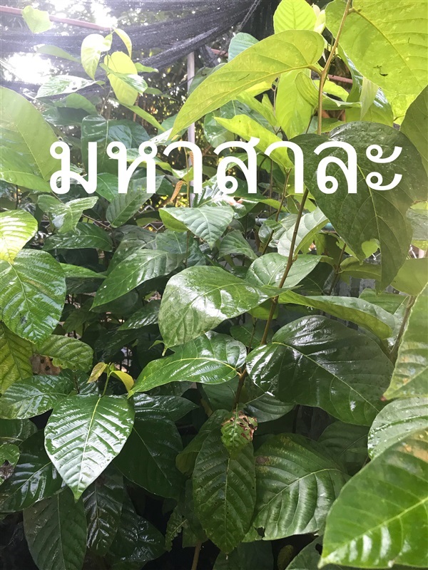 ต้นมหาสาละ สาละอินเดีย | ยายแช่ม - ทองผาภูมิ กาญจนบุรี