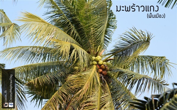 มะพร้าวแกงจัมโบ | COCONUT มะพร้าวไทย - บางน้ำเปรี้ยว ฉะเชิงเทรา