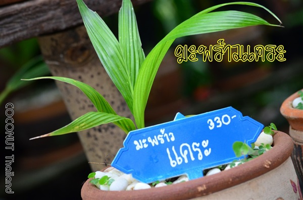 มะพร้าวแคระ | COCONUT มะพร้าวไทย - บางน้ำเปรี้ยว ฉะเชิงเทรา