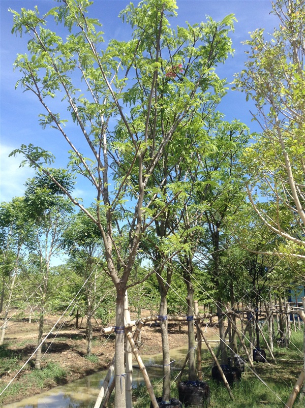 ชัยพฤกษ์ | สวนปณีตา - เมืองปราจีนบุรี ปราจีนบุรี