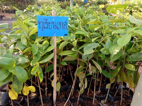 ต้นทุเรียนเทศ | อิ่มสุขพันธ์ุไม้ - เมืองปราจีนบุรี ปราจีนบุรี