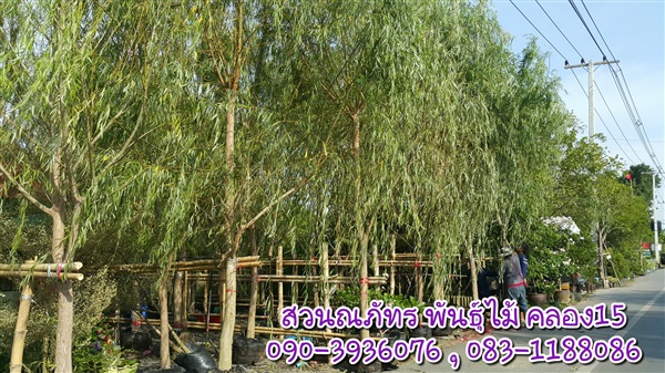 หลิวลู่ลม | ณภัทร  พันธุ์ไม้ - องครักษ์ นครนายก