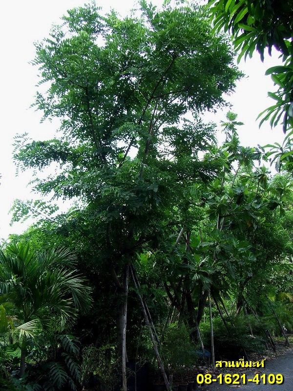 ต้นคูณชมพู | สวนพี่มะห์ -  กรุงเทพมหานคร