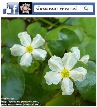 บัวมะลิ