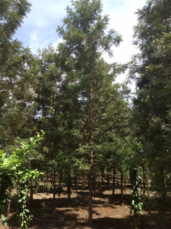 ต้น ซิลเวอร์โอ๊ค  | การันทรีการ์เด้น - สามพราน นครปฐม
