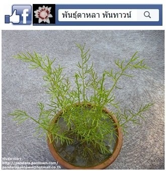 เขากวางน้ำ | พันธุ์ดาหลา - เมืองเชียงใหม่ เชียงใหม่