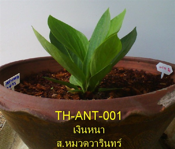 TH-ANT-001 หน้าวัวใบ เงินหนา | ธีรดาการ์เด้น - บางปะหัน พระนครศรีอยุธยา