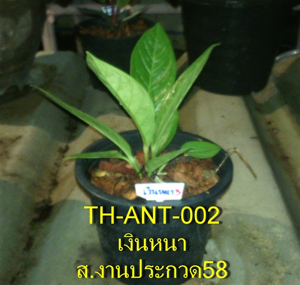 TH-ANT-002 หน้าวัวใบ เงินหนา | ธีรดาการ์เด้น - บางปะหัน พระนครศรีอยุธยา