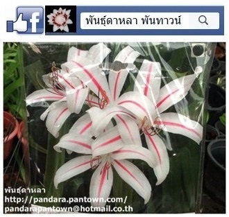  Crinum samba (แคระ) | พันธุ์ดาหลา - เมืองเชียงใหม่ เชียงใหม่