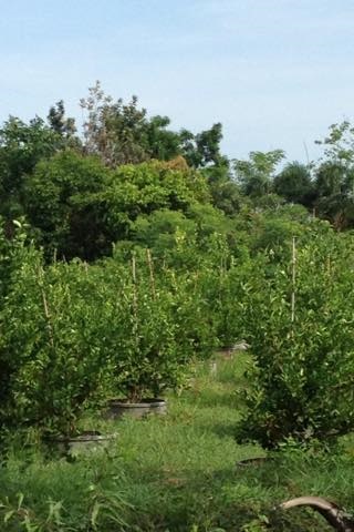 สวนมะนาว  ปทุมธานี ใกล้ตลาดไท | สวนมะนาวมงคล - คลองหลวง ปทุมธานี