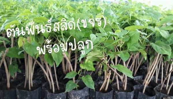 ต้นพันธุ์ดอกขจร | ไร่สุขสมพงษ์ - เมืองสุพรรณบุรี สุพรรณบุรี