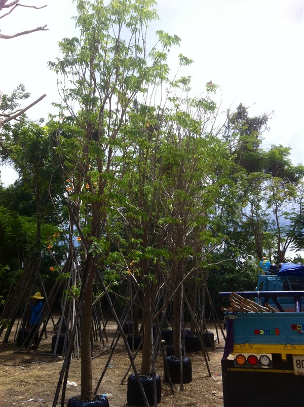 ปีบทอง4" | สวนทวี - เมืองปราจีนบุรี ปราจีนบุรี