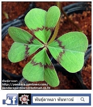 Oxalis ใบเขียวเส้นม่วง | พันธุ์ดาหลา - เมืองเชียงใหม่ เชียงใหม่