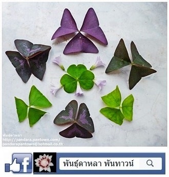 Oxalis  | พันธุ์ดาหลา - เมืองเชียงใหม่ เชียงใหม่